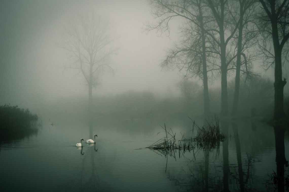 photo of two white ducks on water during fog